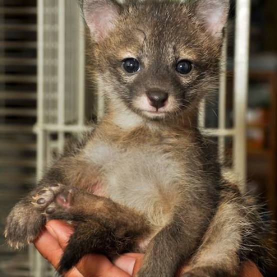 Orphaned baby coyote raised at AWARE [Atlanta Wildlife Animal Rescue Effort]