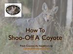 Video on How to Shoo Off A Coyote
